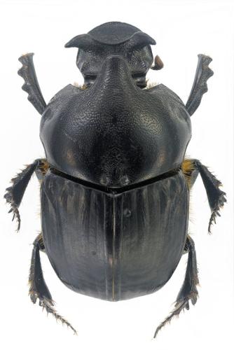 Réf. 299 093 : Bubas bison